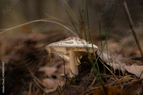 Muchomor sromotnikowy rosnący naturalnie w lesie, zbliżenie na szczegóły