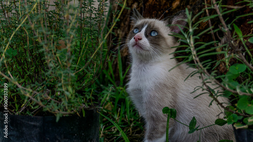 Gato siamés entre plantas