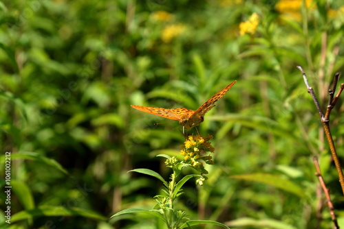 Big mother-of-pearl butterfly.