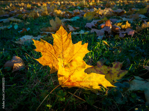 A golden maple leaf lies on the grass