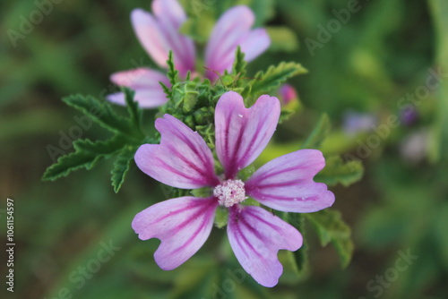 Wild Mallow