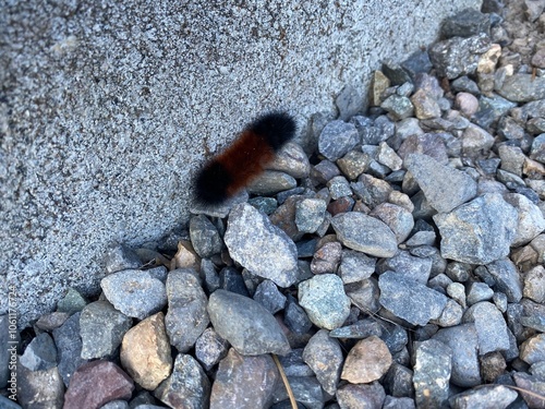 Woolly Bear Caterpillar on Gravel