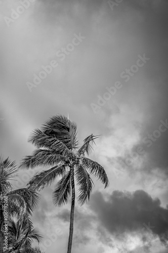 Palm Tree Bent Over in Strong Trade Winds.