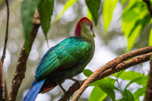 Red Crested Turaco (Tauraco Erythrolophus, Pink-crested Turaco, Pauline Touraco) beautiful bird in tree.