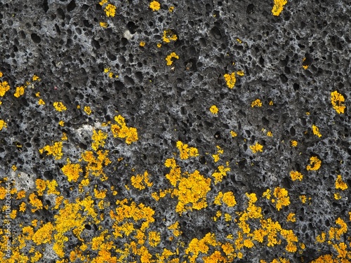 yellow lichen on stone