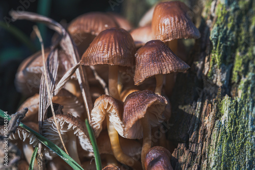 Viele kleine Pilze finden ihren Weg.