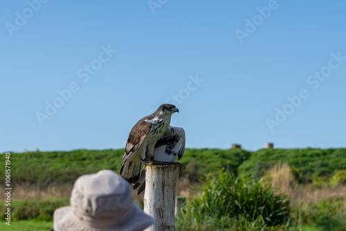 close-up of an African augur buzzard (Buteo augur)