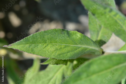 Lobelia Hadspen Purple leaf