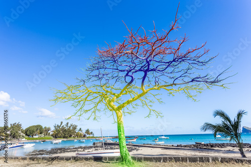 Arbre flamboyant aux couleurs de l’île Maurice 