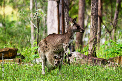 Photograph of an Eastern Grey Kangaroo and her baby joey in the her pouch. Taken in Queensland, Australia