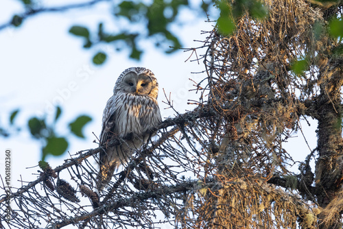 A curious Ural owl perched on a dead Spruce and looking at a trespasser on a summer evening in rural Estonia, Northern Europe