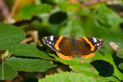 brush-footed or four-footed butterfly on the green leaf close-up