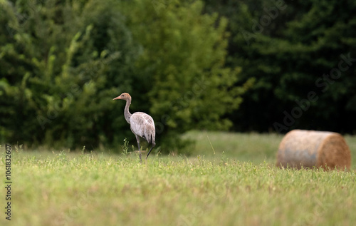 Grey Crane Chick In Field Stands Tall, Observing Surroundings With Curiosity