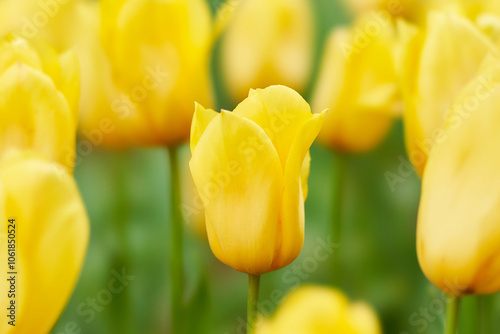 元気の出る一輪の黄色いチューリップの花のアップ ストロングゴールド