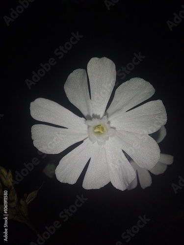 Closeup of white flower at night