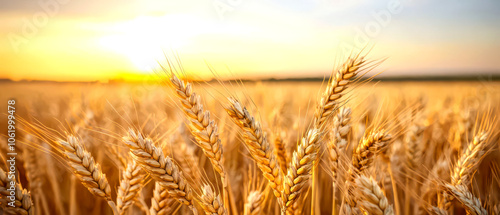 Close up view of golden wheat ears in a sunlit field during harvest season, showcasing nature's bounty.