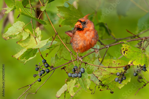 Cardinal molting