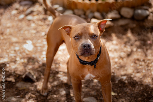 Tierna Felicidad: Adorable Pitbull Staffordshire Marrón Disfrutando al Aire Libre en el Jardín