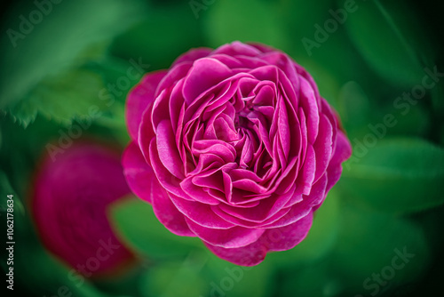 Bright pink floribunda Heidi Klum rose flower with many petals.A rosebud on a green flower bed in the garden.