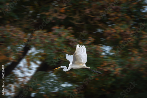 Great White Heron (Ardea alba) Flying Against Fall Foliage Trees