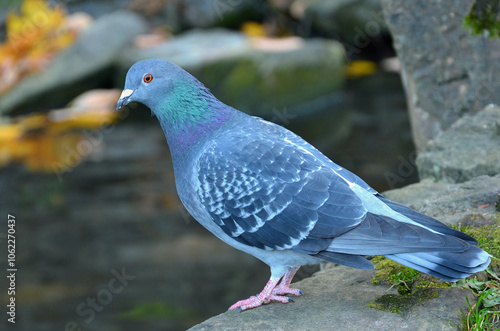 Wild feral pigeon (rock pigeon) sitting on the rock near the autumn pond. Closeup photo outdoors .City birds wildlife concept. Free copy space.