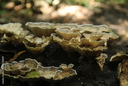 cogumelos crescendo no solo da floresta amazônica