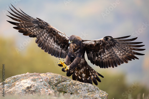 Majestuosa llegada del águila real desplegando su poderío en cada pluma.