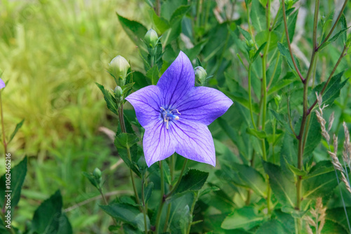 Platycodon grandiflorus in gardening. Balloon flowers. Medicine wildflowers in meadow. Cottage garden.