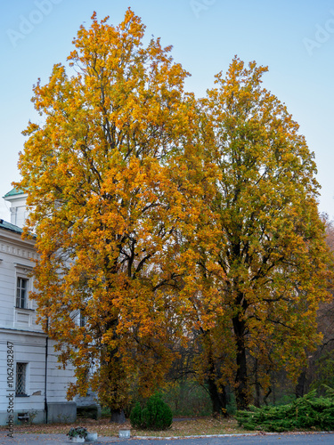 Sielankowa jesienna scena, ozdobiona drzewami w barwach jesieni, rosnącymi między drogą a starym domem.