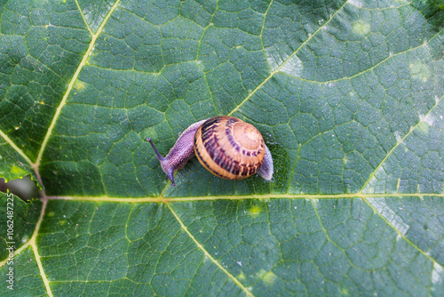 Caracol pequeño de jardín caparazón espiral amarillo con líneas, sobre hoja en la naturaleza