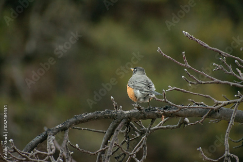 pajaro