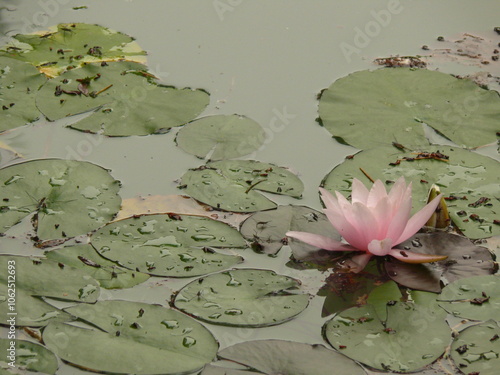 Lotus et fleur de lotus sur un étang en contre plongée 