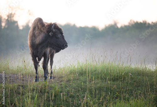 bison in the field