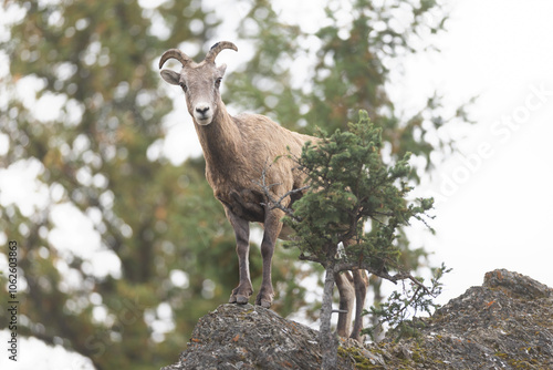 Mountain sheep looking down from a ridge