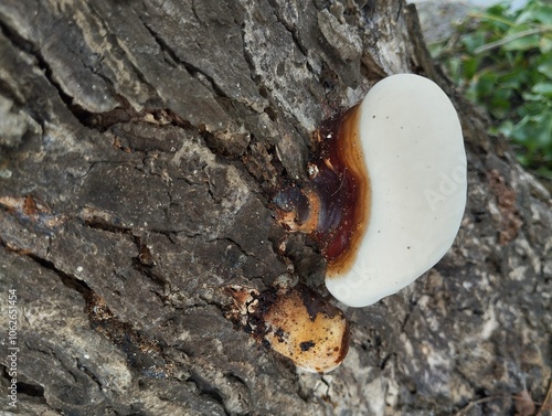 Fomitopsis pinicola mushroom growth on the tree trunk shoot on close up