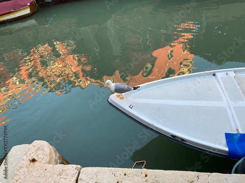 Gabbiano a Venezia