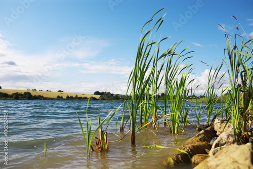 Serene Lakeside View with Clear Blue Sky and Tall Grass on Shore