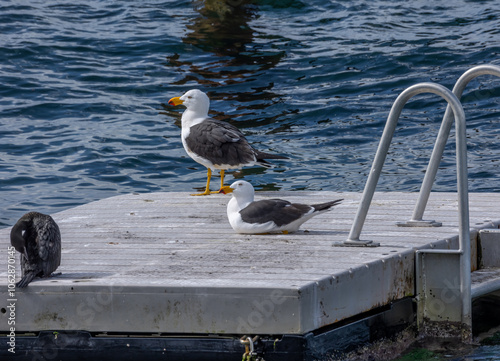 Two large Pacific Gulls and a cormorant resting on a floating aluminium pontoon in a swimming area in the sea in Edithburgh on the Yorke Peninsula in South Australia.