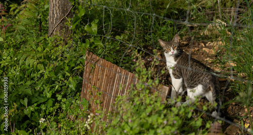 Gato bicolor detrás de una valla.