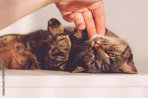 Cute mackerel tabby cat relaxing and enjoying caresses of his human, close up. Male hand petting domestic european shorthair cat.