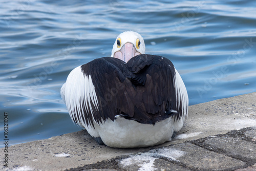 Australian Pelican - always look behind you