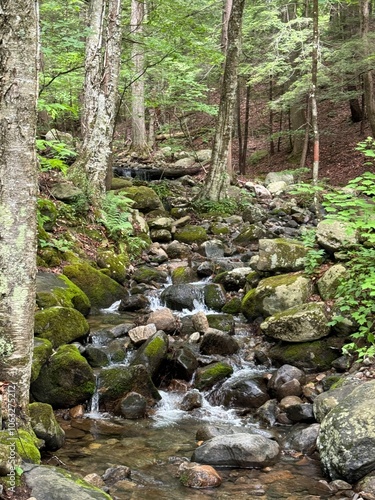 Babbling brook in the forest