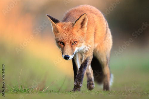 Wild red fox, vulpes vulpes, foraging in a meadow