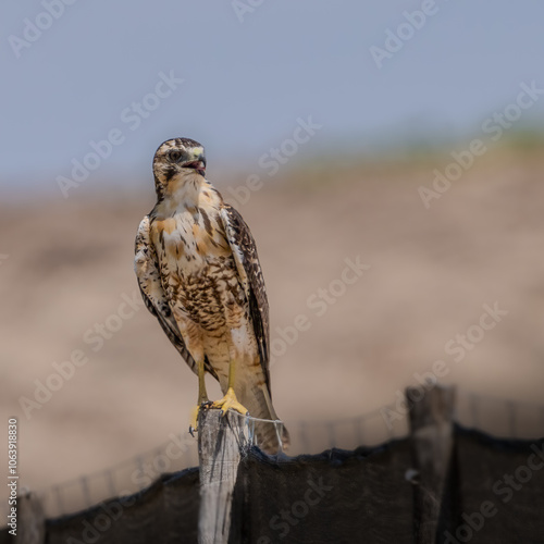 aguilucho