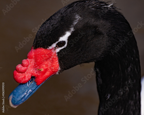 cisne cuello negro