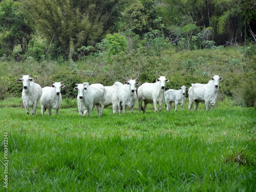 Vacas da raça nelore