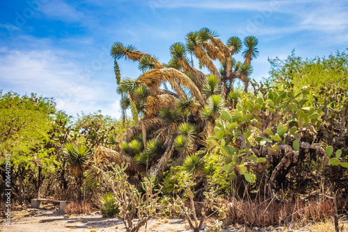 Yucca tree in desert landscape in tula hidalgo