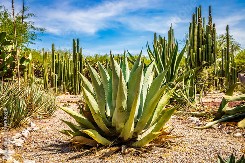 Agave for tequila, mezcal, or pulque, in a desert background with different types of cactus, Tula de Allende in the state of Hidalgo