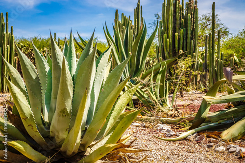 Agave for tequila, mezcal, or pulque, in a desert background with different types of cactus, Tula de Allende in the state of Hidalgo