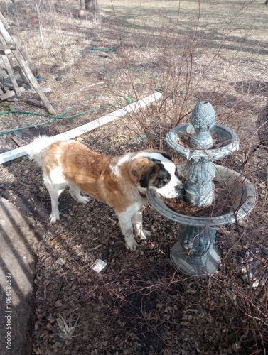 Saint bernard drinking fountain 